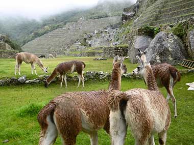 Machu Picchu Llamas